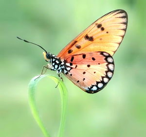 Close-up of butterfly on flower