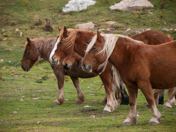 Horses on landscape