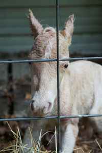 Close-up of horse