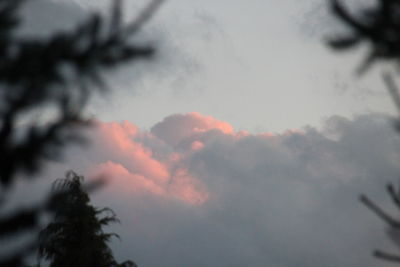 Low angle view of silhouette trees against sky