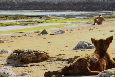 View of sheep on beach