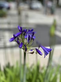Close-up of purple flowering plant