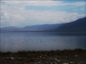 Flock of ducks by lake against sky