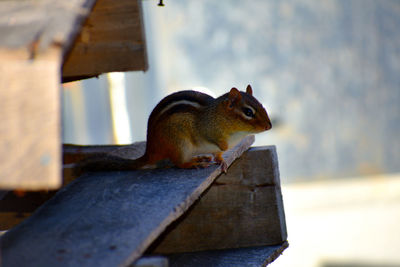 Close-up of chipmunk on wood