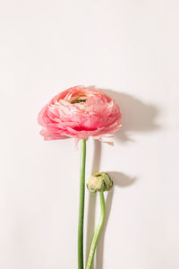 Close-up of flower against white background