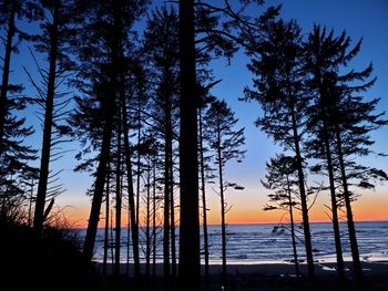 Silhouette trees on beach against sky during sunset