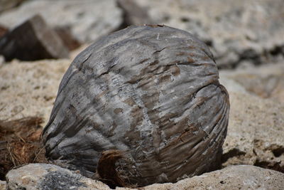 Close-up of shell on rock