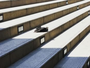 High angle view of pigeon on staircase