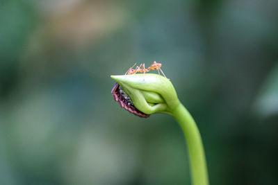 Close-up of flower on plant