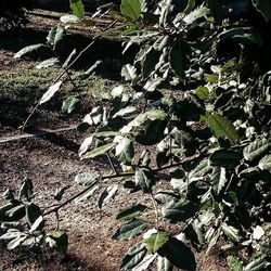 Plants growing on a tree