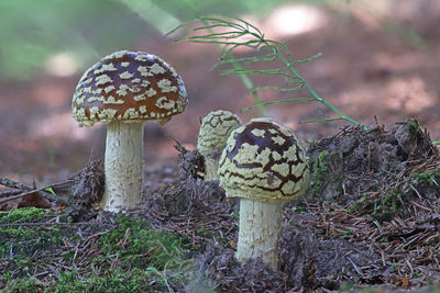 fungus