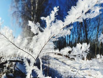 Close-up of snow covered plants against trees