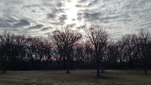 Trees on field against sky at sunset