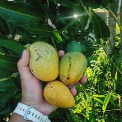 Midsection of person holding fruits