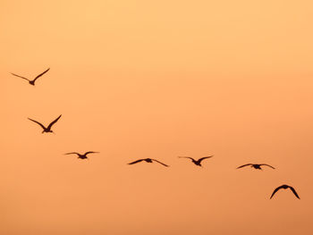 Birds flying in sky