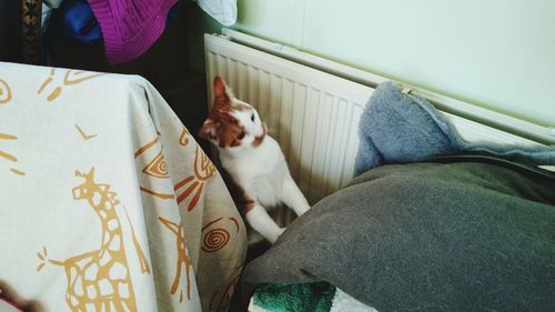 Portrait of dog on bed at home