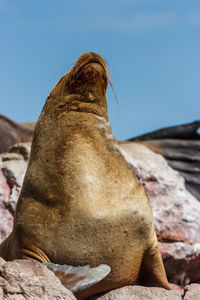 Close-up of sea lion on rock formation against sky