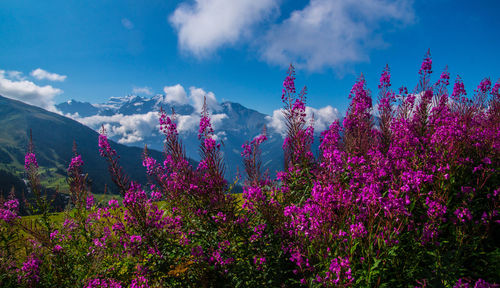 Purple flowering plants on field against sky