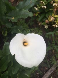 Close-up of white flower blooming outdoors