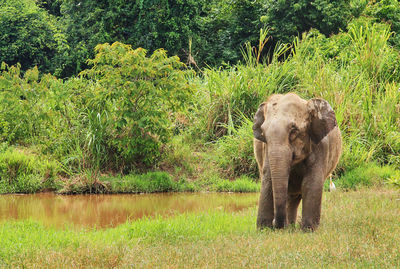 Elephant standing on field against trees