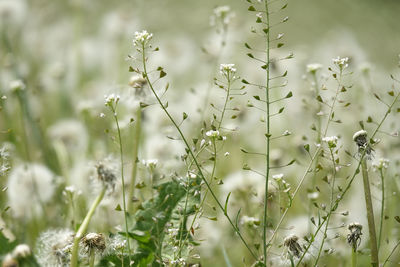 Close-up of white flowering plants on field, hirtentäschelkraut