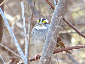 Close-up of bird perching on branch