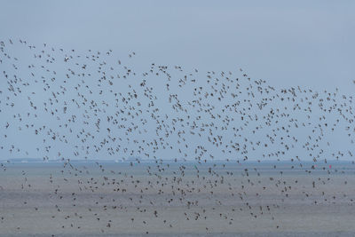 Birds flying over the sea against clear sky
