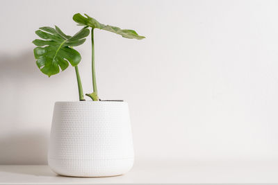Close-up of potted plant on table against white background