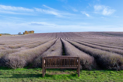 Empty wooden bench overlooking lavender field in autumn.