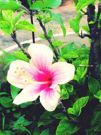 Close-up of pink flower