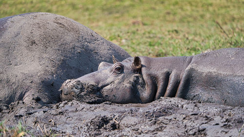 Close-up of an animal lying on land