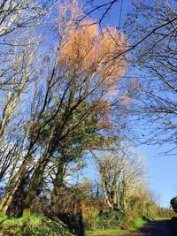 Low angle view of trees against blue sky