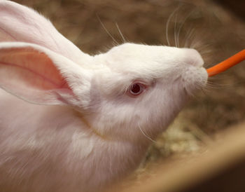 Close-up of a rabbit