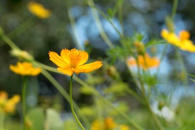 Close-up of yellow flower