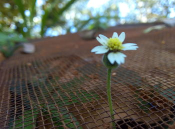 Close-up of white flower