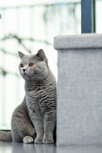 Close-up of a cat looking away