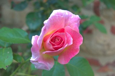 Close-up of pink rose blooming outdoors