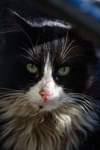 Close-up portrait of a cat