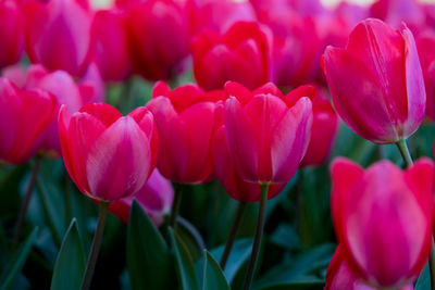 Close-up of pink tulips