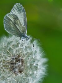 Close-up of butterfly on dandelion
