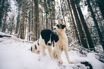 Dog in forest during winter