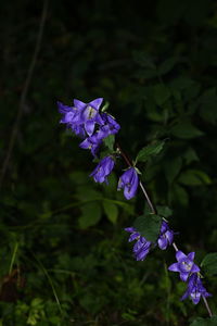 Close-up of purple flowers