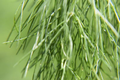 Close-up of crops growing on field