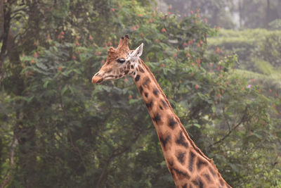 Giraffe in a forest