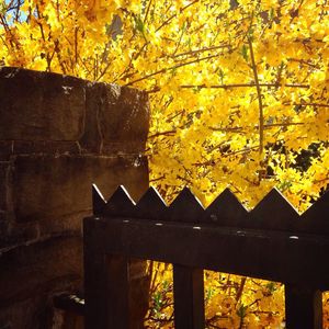 Autumnal leaves on tree trunk