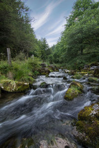 Scenic view of river flowing in forest against sky