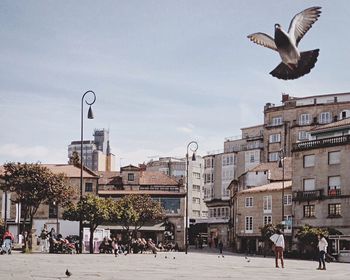 Bird in flight against buildings in city