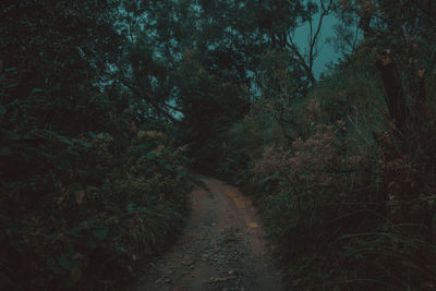 Dirt road amidst trees in forest