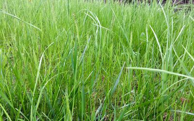 Full frame shot of crops growing on field