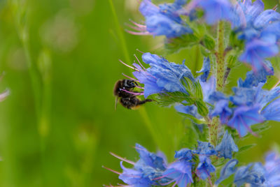 Close-up of bee pollinating on purple flower